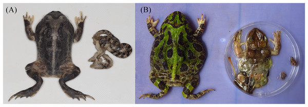 Vertebrate prey of Ceratophrys stolzmanni from Arenillas Ecological Reserve, Ecuador; each image shows the predator on the left and its prey on the right.