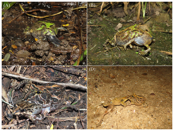 Anurophagy in Ceratophrys stolzmanni. (A) and (B) Cannibalism in juveniles; (C) adult C. stolzmanni preying upon a Leptodactylus labrosus; (D) adult C. stolzmanni scavenging on a Trachycephaus jordanni carcass.