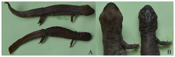 Sexual dimorphism in Pachyhynobius shangchengensis.