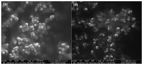 SEM micrographs of the synthesized AgNPs at the optimum conditions (A) OLE-AgNPS and (B) RLE-AgNPs.