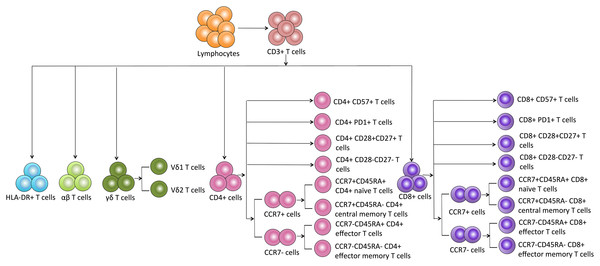 Schematic overview and flow cytometric gating strategies of T cell subsets in peripheral blood.