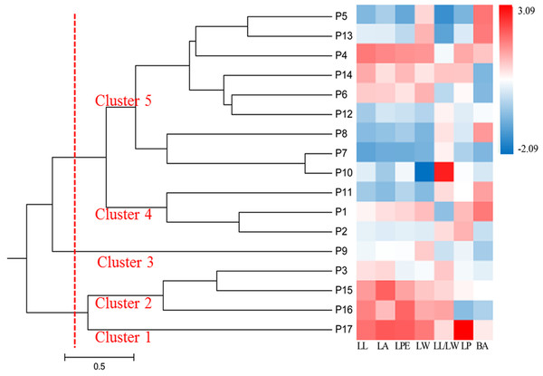 UPGMA dendrogram of 17 S. psammophila populations based on seven phenotypic traits.