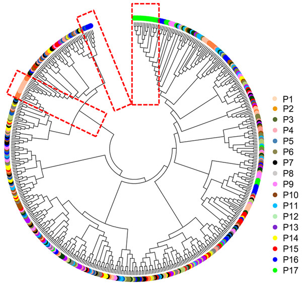 Neighbor-joining phylogenetic tree of 491 genets of S. psammophila based on SSR data.