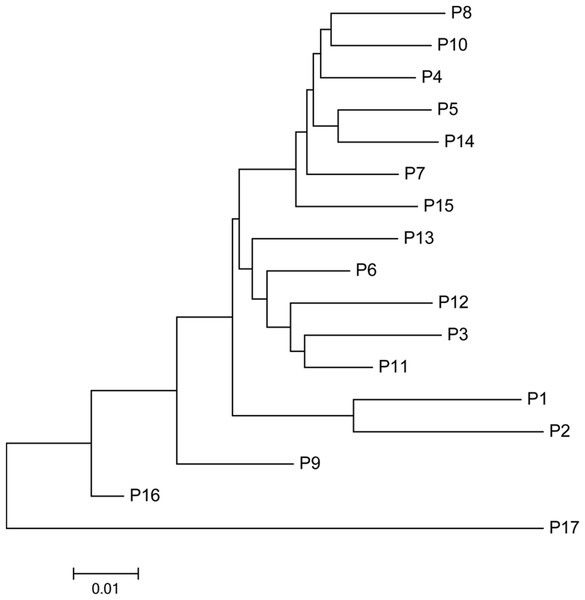 Neighbor-joining phylogenetic tree of 17 populations of S. psammophila based on SSR data.