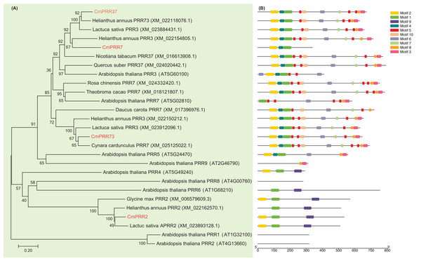 Phylogenetic relationships and motif composition of PRRs.