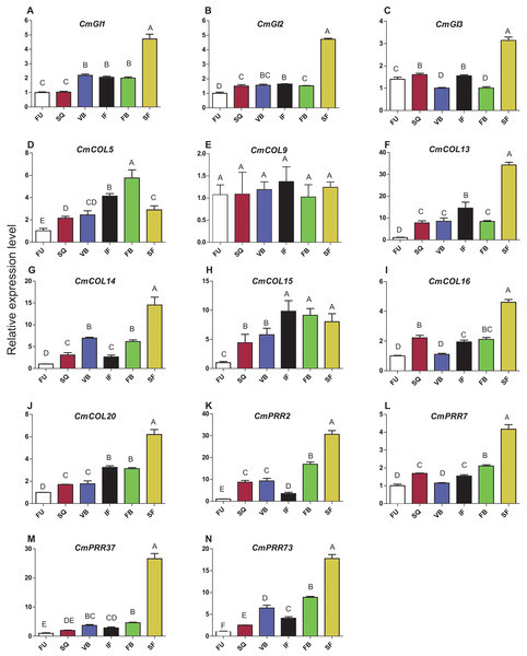 Expression pattern of circadian clock genes in Zijiao different development stages.
