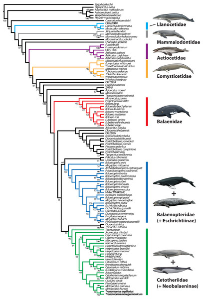 Results of the total evidence phylogenetic analysis, showing the nesting of tranatocetids, including Tranatocetus itself, inside Cetotheriidae.