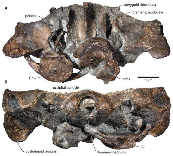 Paratype cranium of Tranatocetus maregermanicum (NMR9991-16681) in (A) ventral and (B) posterior view.