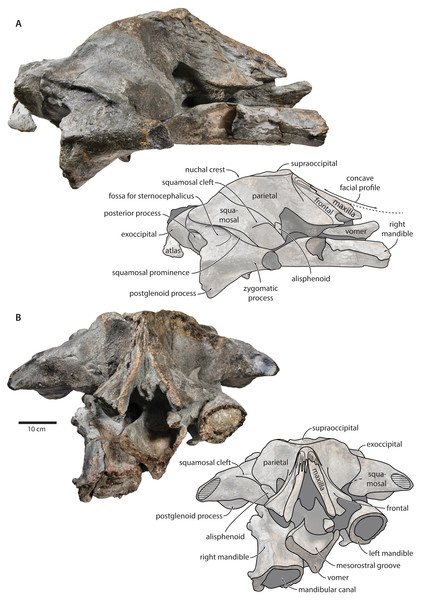 Holotype cranium of Tranatocetus maregermanicum (NMR9991-16680) in (A) lateral and (B) anterior view.