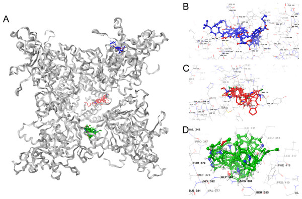 GiK—potassium channel blockers docking simulations (A); (B–D) magnified views of the boxed regions depict the three potassium blockers channels binding sites (blue region I, red region II and green region III).