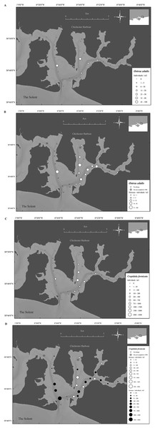 Temporal change in native oyster and slipper limpet distributions over 19 years.