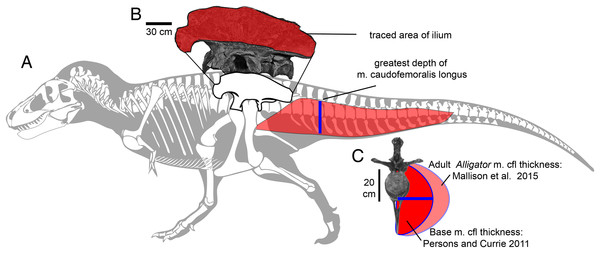 Methods for approximating attachment cross-sectional area of hind limb muscles, on lateral view (A) of a Tyrannosaurus rex skeleton (FMNH PR 2081; modified from Hartman, 2011).