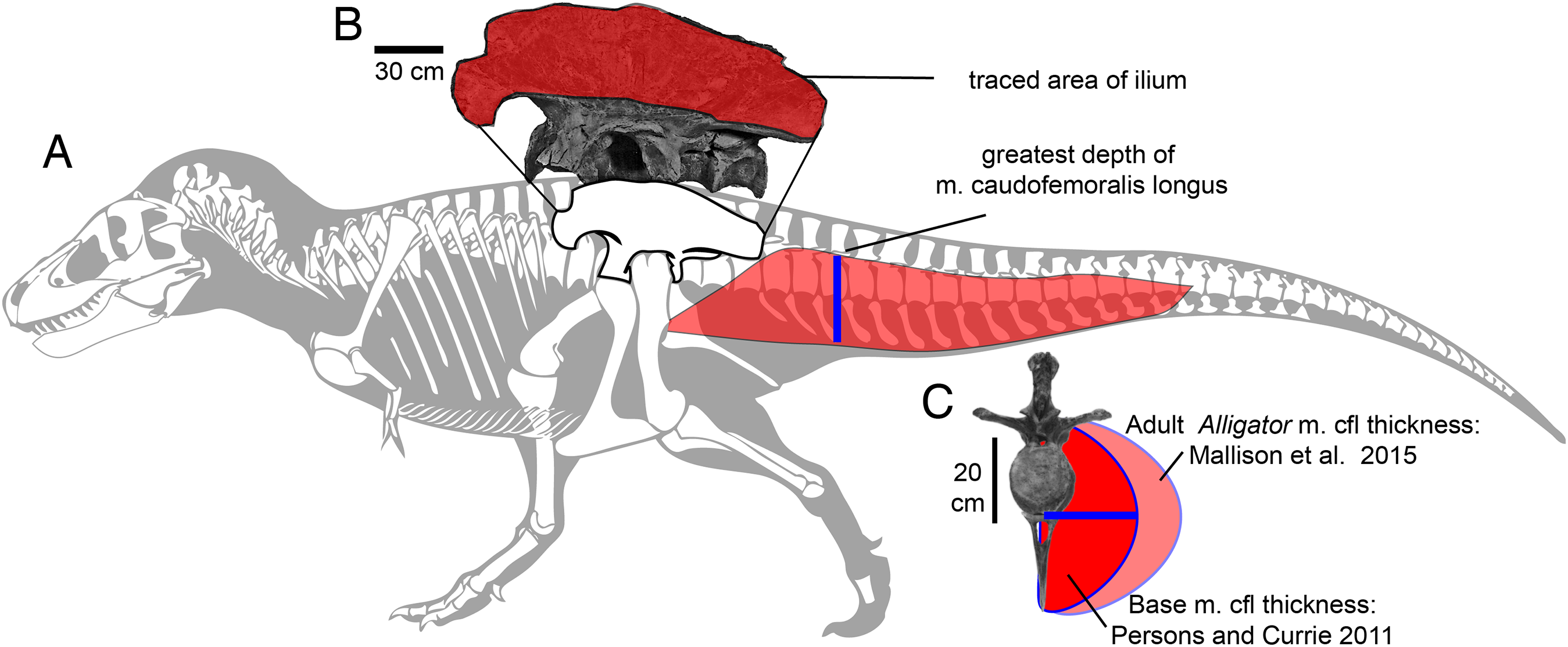 Lower rotational inertia and larger leg muscles indicate more rapid turns  in tyrannosaurids than in other large theropods [PeerJ]