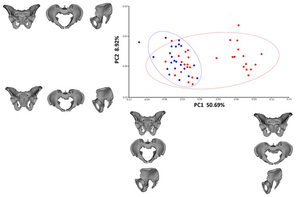 PCA of the pelvic shape in males from the medieval and modern groups.