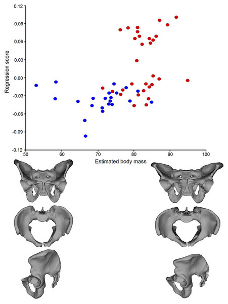 A scatterplot of pelvic shape and estimated body mass (based on the diameter of the femoral head) in males, derived from a multivariate regression between these two sets of variables.