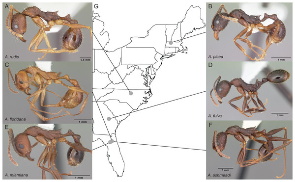 Sample location map with overlaid photos of sequenced Aphaenogaster species.