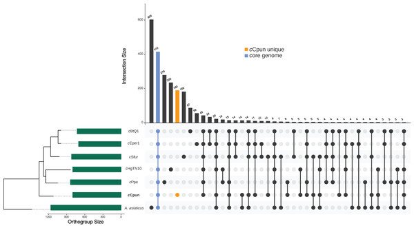Genome content comparison across the seven Amoebophilaceae genomes.