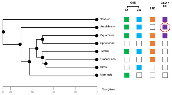 Phylogeny of vertebrate sex determination, now including sex reversal in amphibians.