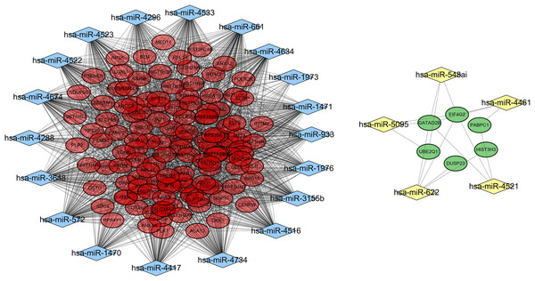 A miRNA-gene interaction network.
