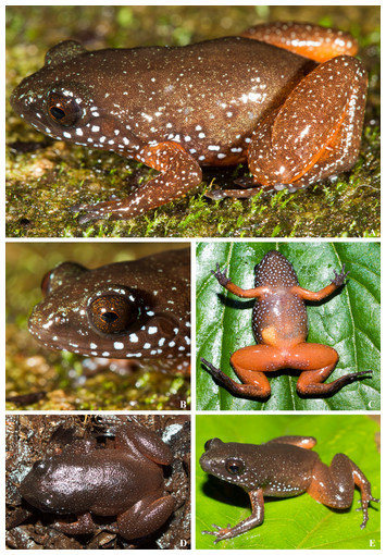 A new ancient lineage of frog (Anura: Nyctibatrachidae ...