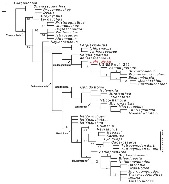 Majority consensus trees of Therocephalia relationships. Jiufengia jiai is indicated in red.