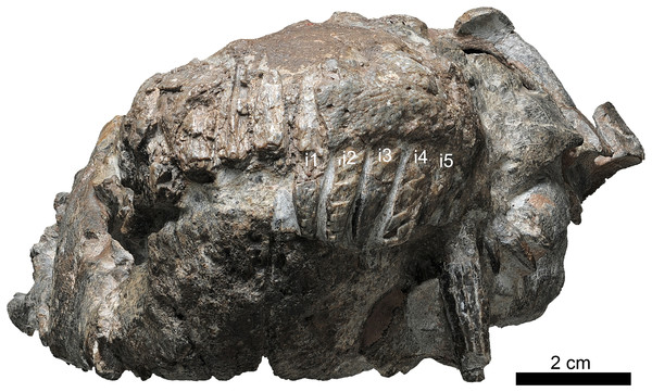 Holotype of Jiufengia jiai (IVPP V 23877) from the Naobaogou Formation of China.