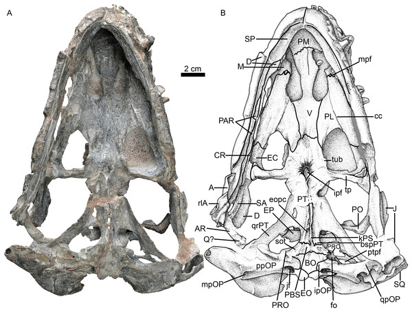 Holotype of Jiufengia jiai (IVPP V 23877) from the Naobaogou Formation of China.