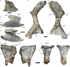 The tetrapod fauna of the upper Permian Naobaogou Formation of China: 3 ...