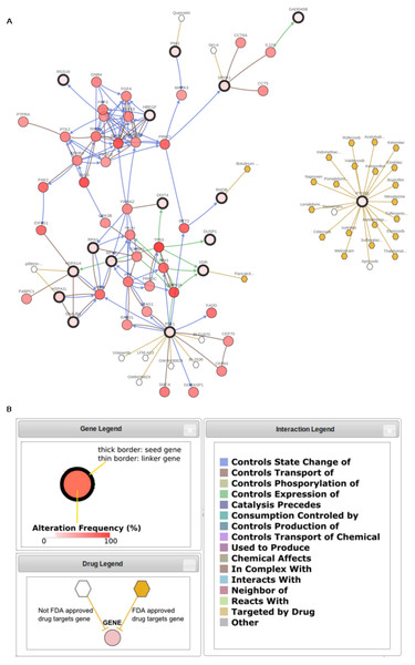 Hypothetical gene-drug interaction network in relation to the effect of neem extract in cancer.