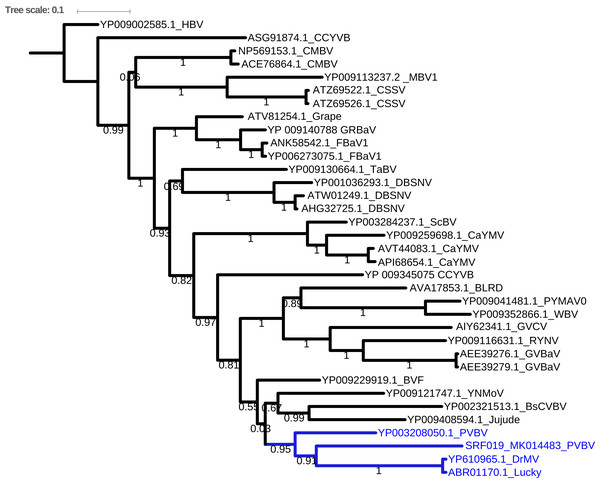 Consensus Bayesian phylogenetic tree of the Badnavirus using amino acid sequences of the RNA-dependent DNA polymerase region using Exabayes 1.4.1.