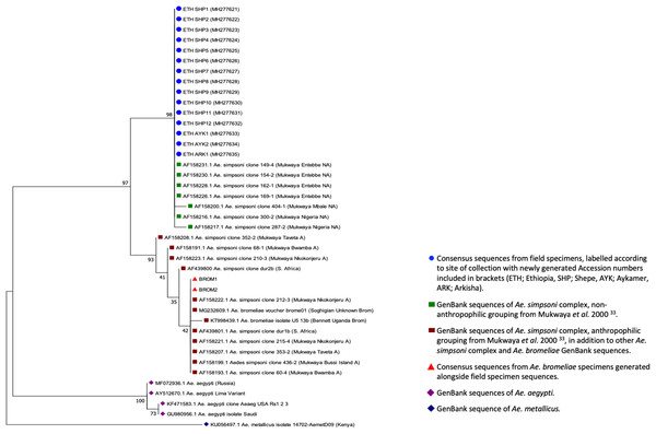 ITS2 phylogenetic analysis by Maximum Likelihood method.