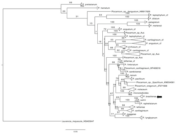 ML tree from all COX1 Plocamium available at GenBank plus new sequences.