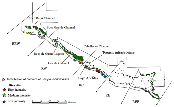 Distribution of live colonies of Acropora cervicornis in Jardines de la Reina National Park, Cuba.