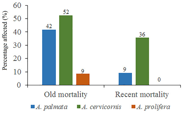 Percentage of old mortality and recent mortality in colonies of Acropora palmata, Acropora cervicornis and Acropora prolifera in Jardines de la Reina National Park, Cuba.