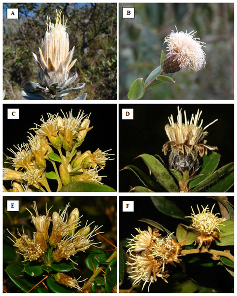 Photos of some Dasyphyllum species.
