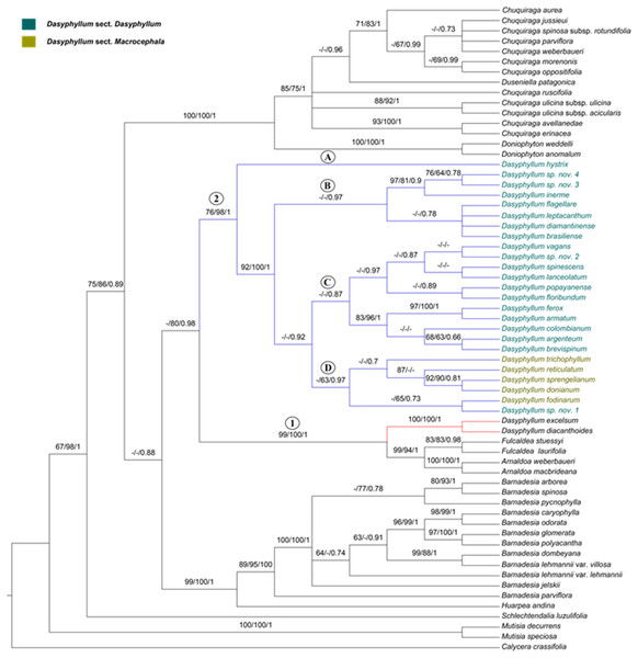 Phylogenetic relationships of Dasyphyllum based on combined datasets inferred from Bayesian inference.