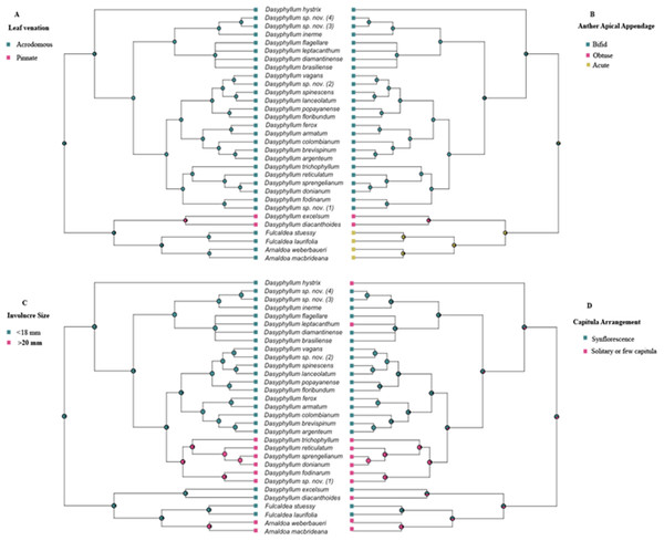 History of the morphological characters traditionally used to circumscribe infrageneric groups of Dasyphyllum.