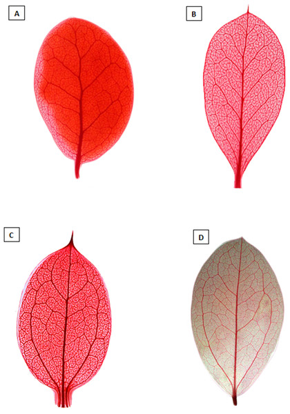 Diaphanized leaves showing the differences in venation.
