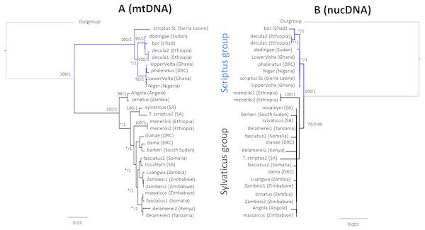 Tree topologies based on maximum likelihood retrieved from (A) the combined mtDNA data and (B) the combined nucDNA data.