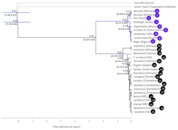 Multilocus Bayesian phylogeny of 27 bushbuck (Scriptus and Sylvaticus) individuals at four nuclear introns (MGF, PRKCI, SPTBN, and THY) reconstructed in BEAST.