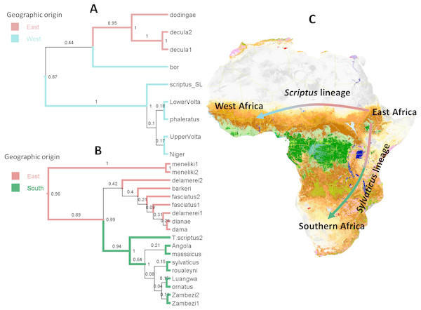Bayesian ancestral range reconstruction and colonization history of bushbuck based on nDNA markers.