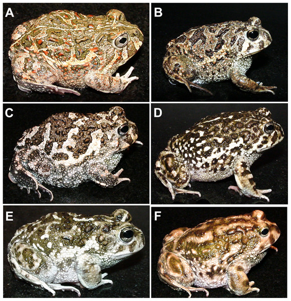 The nominal Odontophrynus taxa of Argentina.