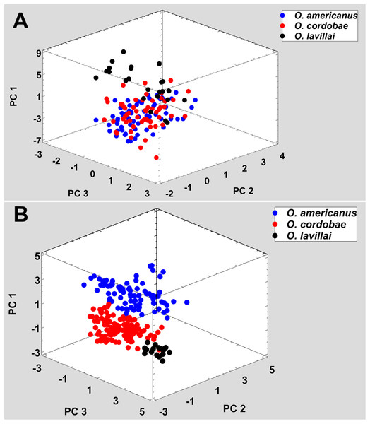 Phenotypic variation among the three nominal taxa included in the Odontophrynus americanus group.