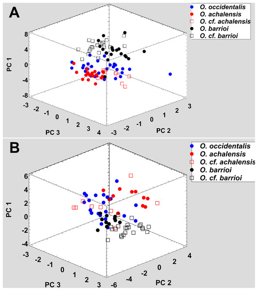 Phenotypic variation among the five nominal taxa included in the Odontophrynus occidentalis group.