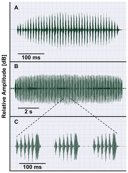 Advertisement calls of O. americanus (A) and O. occidentalis (B, C) as representatives of the two phenetic groups of Odontophrynus in Argentina.