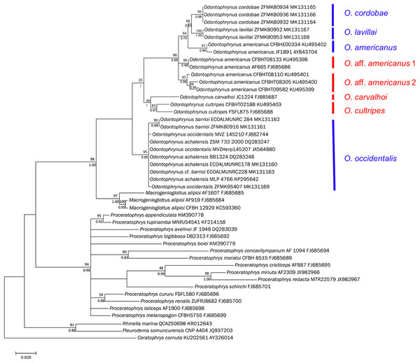 Bayesian phylogram on Odontophrynidae inferred from mitochondrial nucleotide sequence data of 16S rRNA.