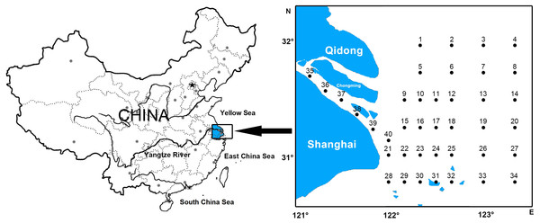 Location of survey stations of ichthyoplankton in Yangtze estuary.