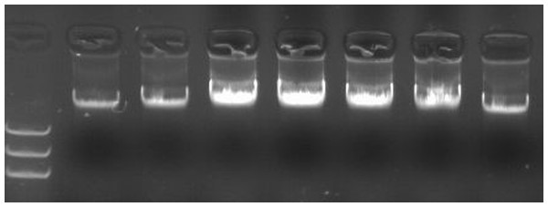 DNA extracted from leaves of soybean seedlings.