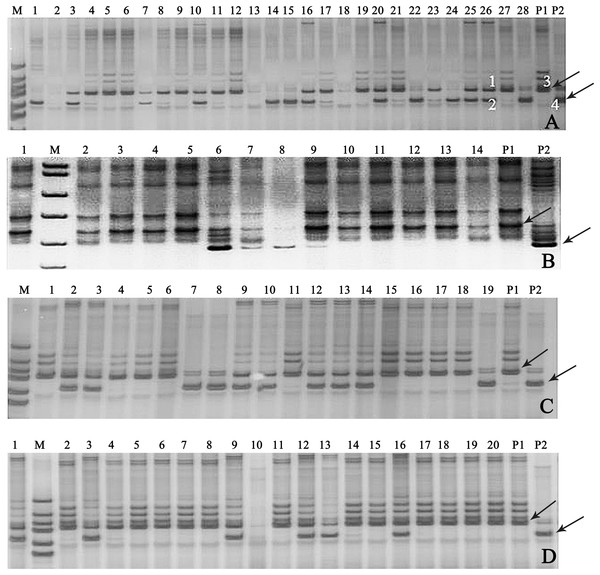 Gel electrophoresis assay of soybean hybrid lines and their parents using SSR marker Satt682.
