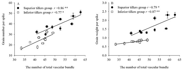 The relationship between single grain yield and the total number vascular bundle of superior and inferior tiller groups.